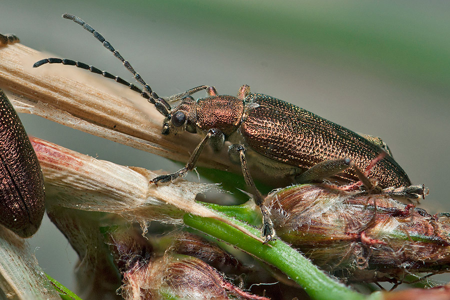 Donacia brevicornis