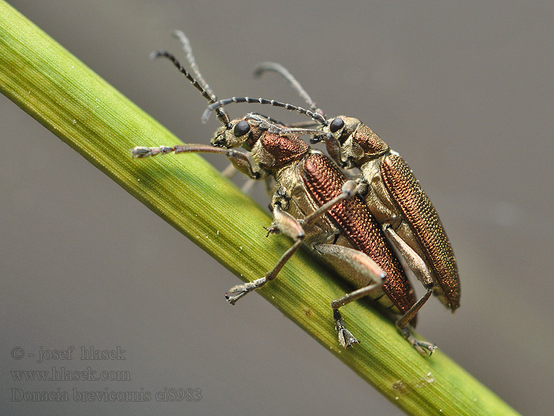 Donacia brevicornis