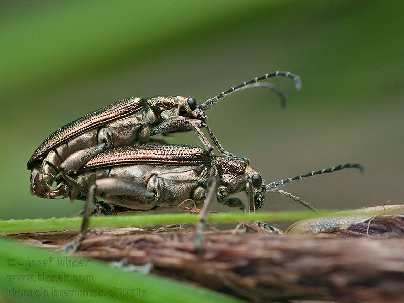 Donacia brevitarsis