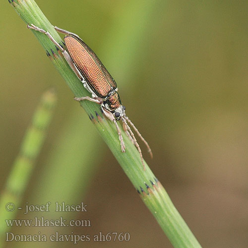 Donacia clavipes Donaciella