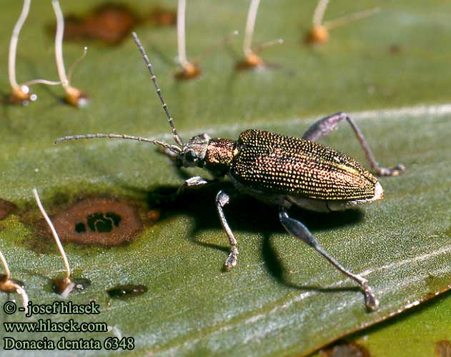 Donacia dentata