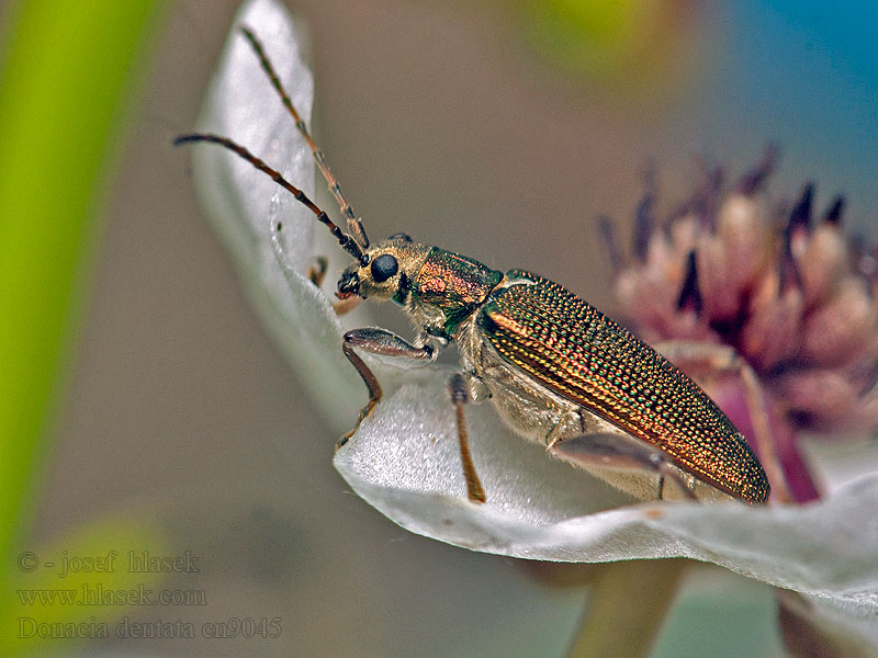 Donacia dentata