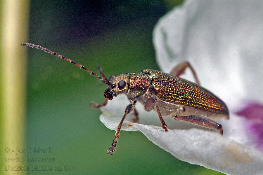 Donacia dentata