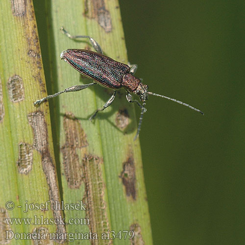 Donacia marginata ai3479