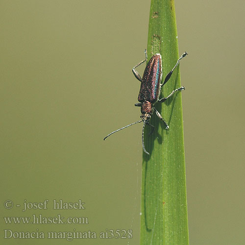 Donacia marginata