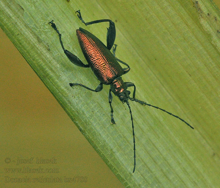 Donacia reticulata