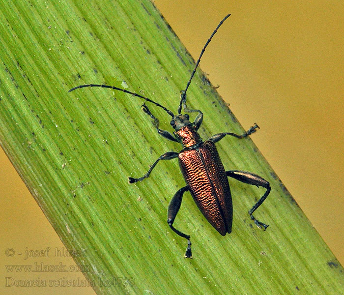 Donacia reticulata