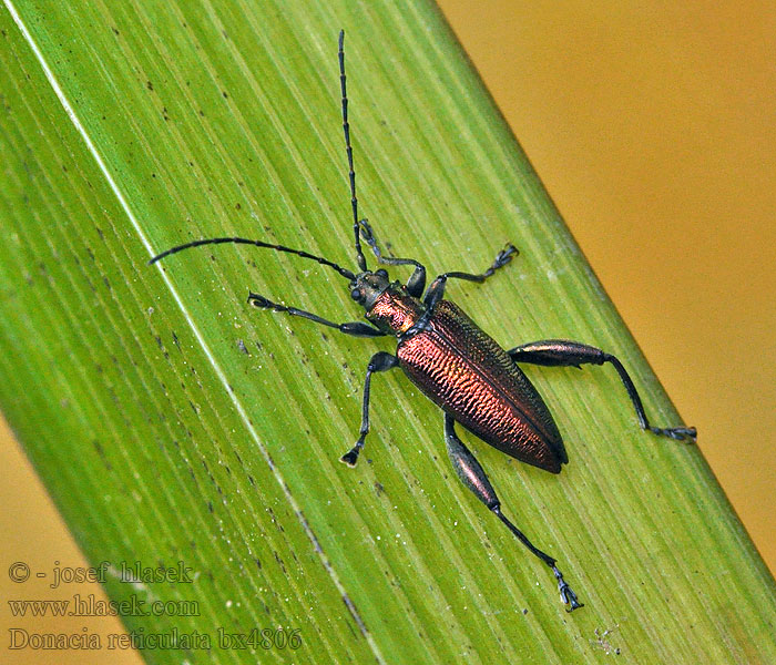 Donacia reticulata