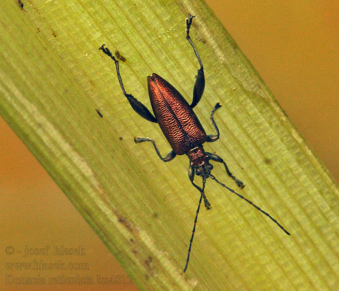 Donacia reticulata