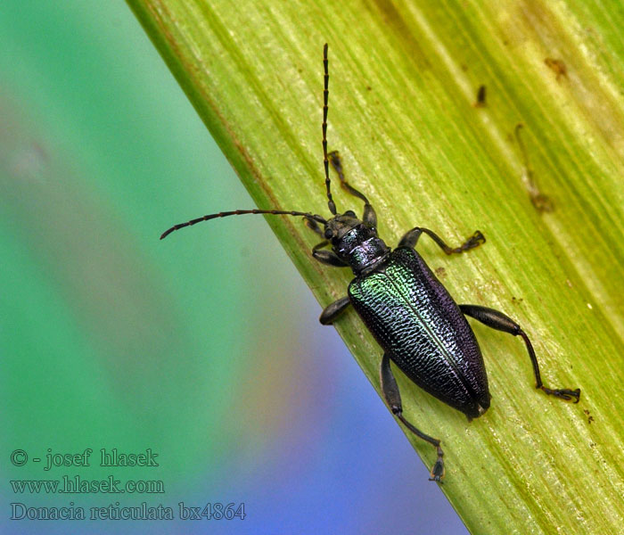 Donacia reticulata