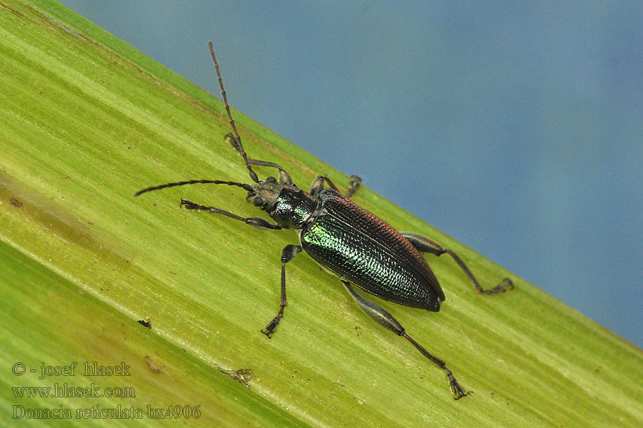 Donacia reticulata