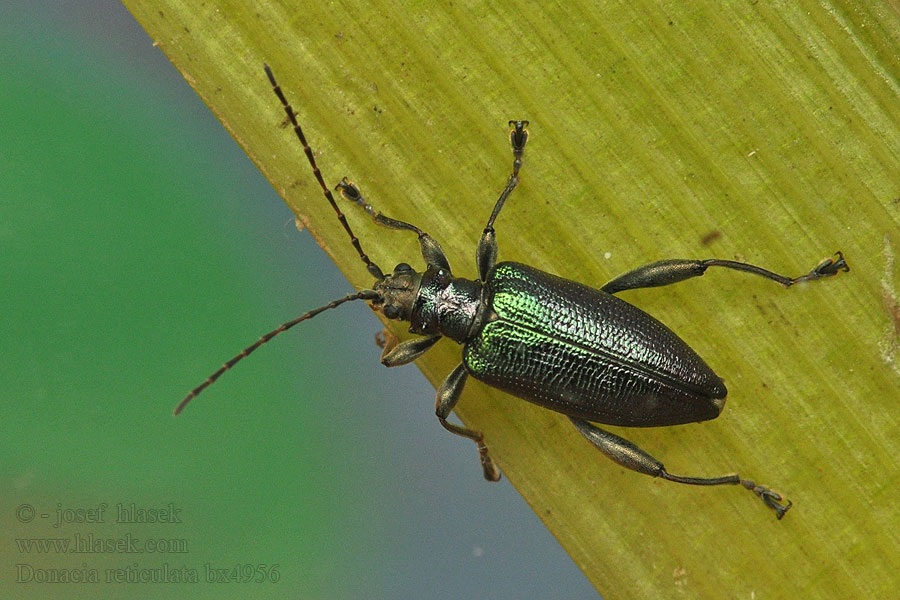 Donacia reticulata