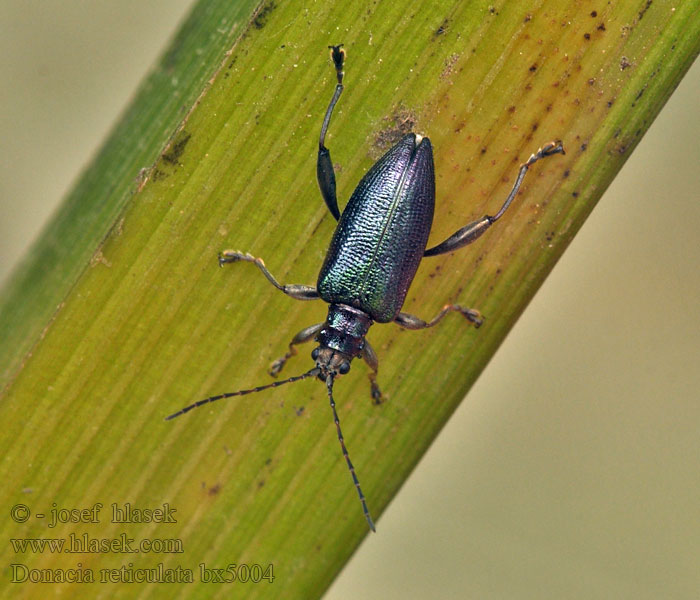 Donacia reticulata