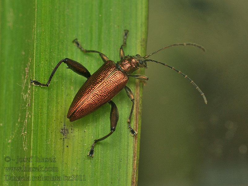 Donacia reticulata