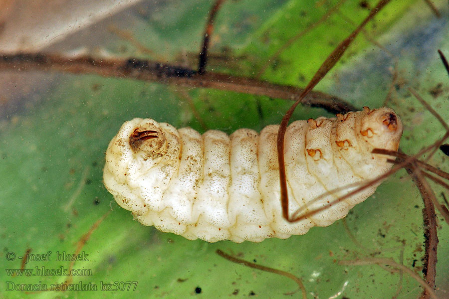 Donacia reticulata