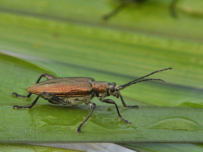 Donacia sparganii