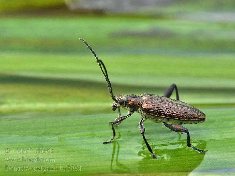 Donacia sparganii