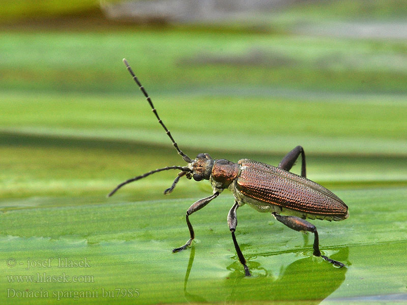 Donacia sparganii