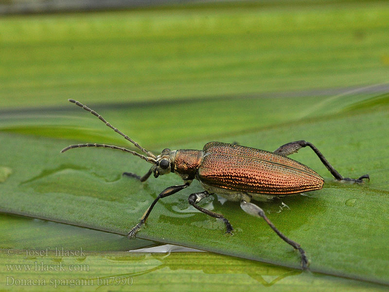 Donacia sparganii