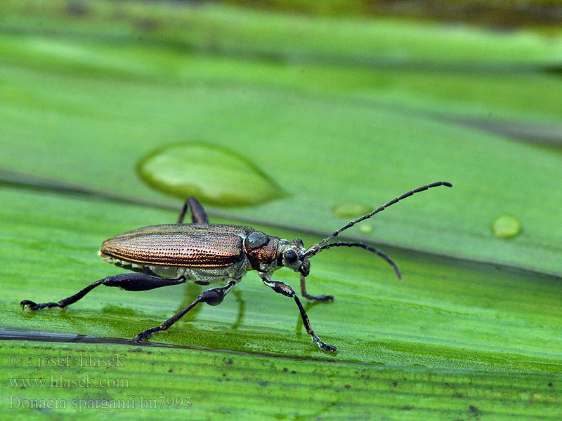 Donacia sparganii