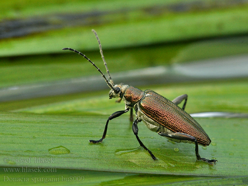 Donacia sparganii