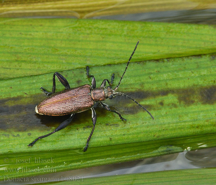 Donacia sparganii