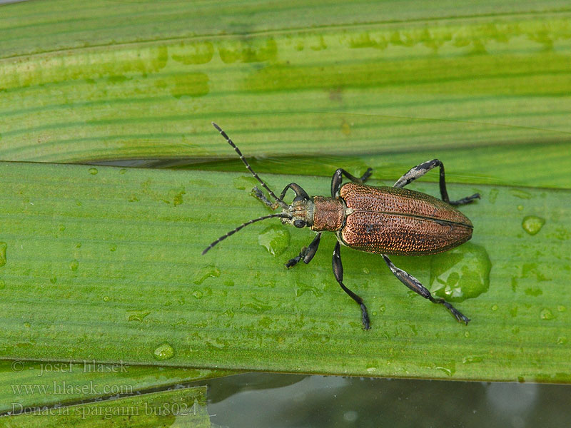 Donacia sparganii