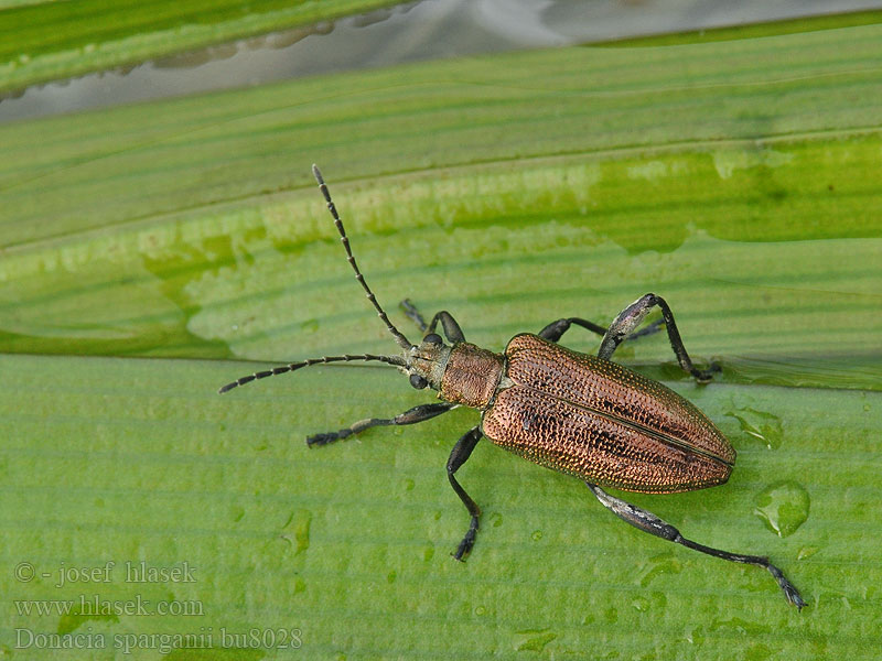 Donacia sparganii