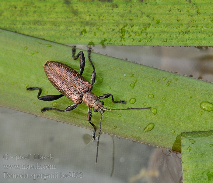 Donacia sparganii