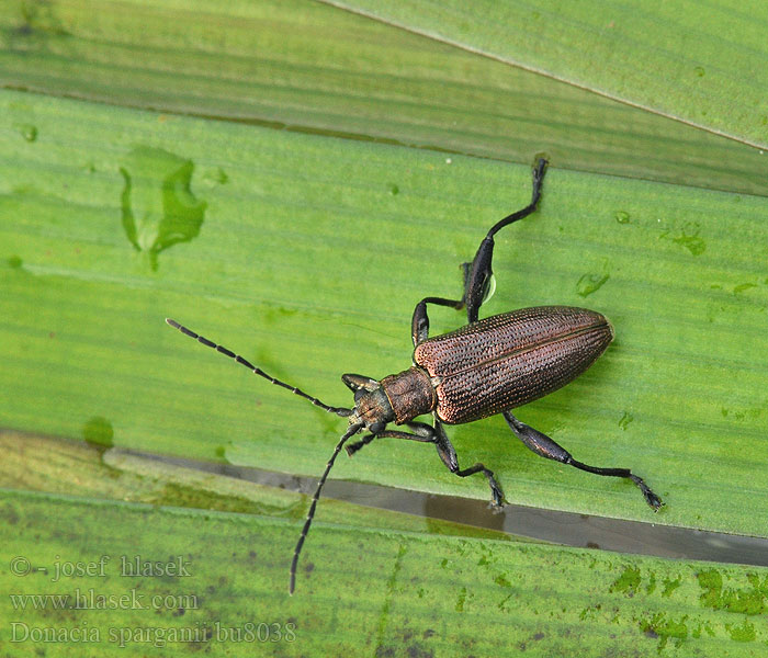 Donacia sparganii