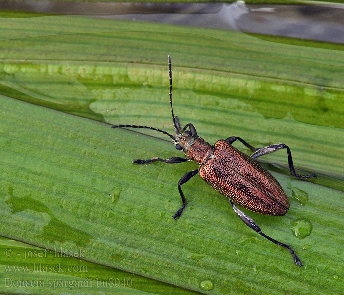 Donacia sparganii