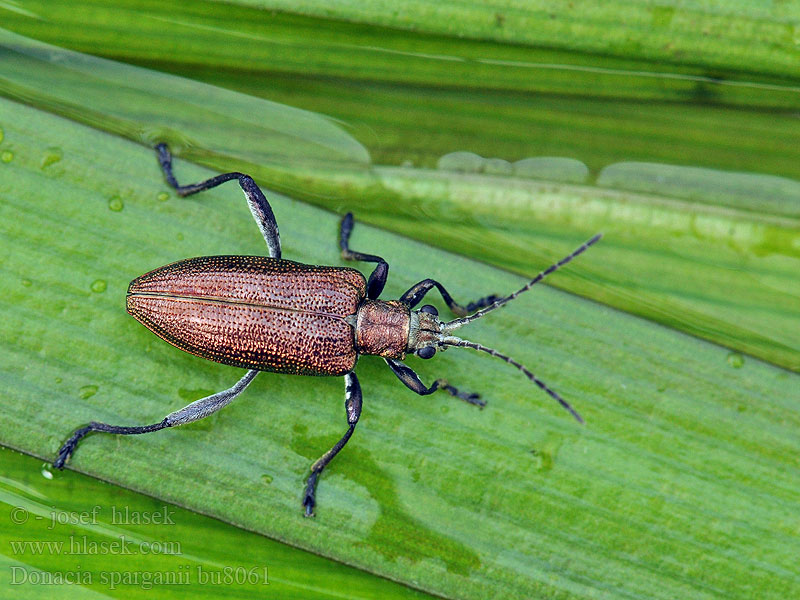 Donacia sparganii