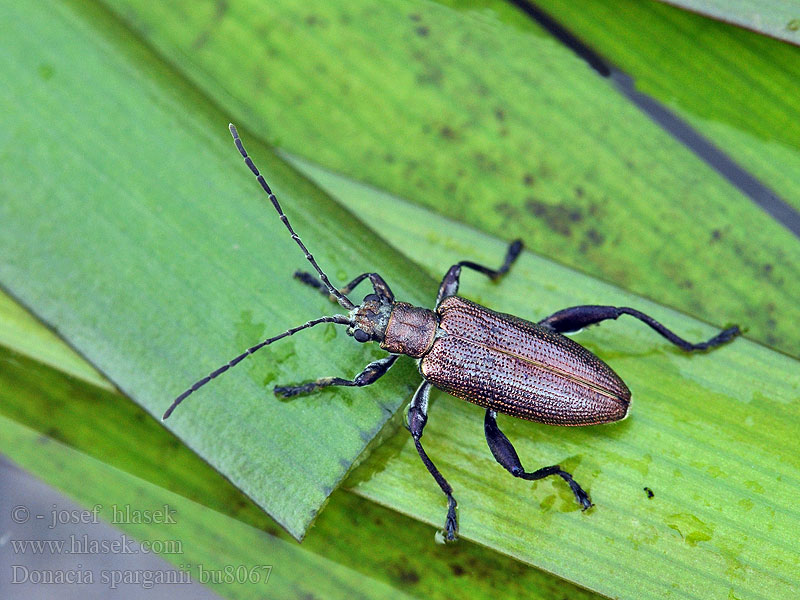 Donacia sparganii