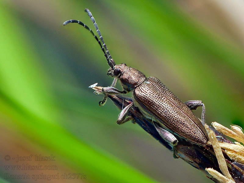 Donacia springeri