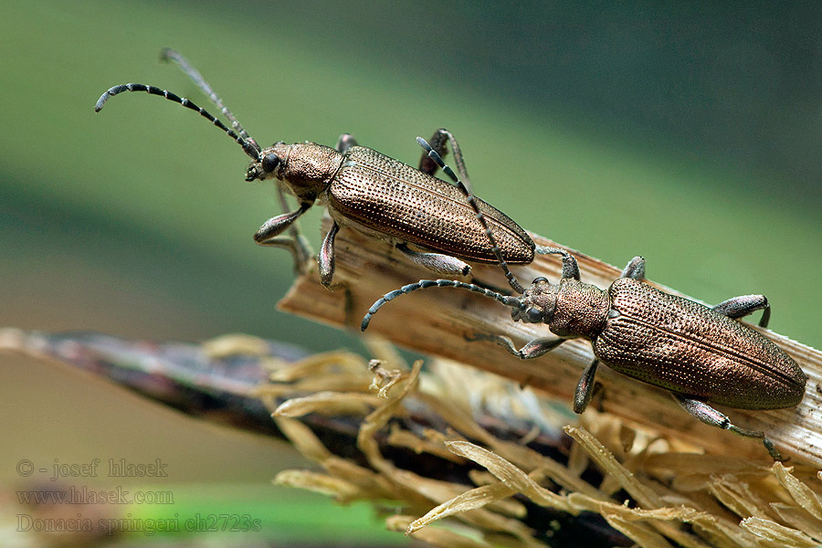 Donacia springeri