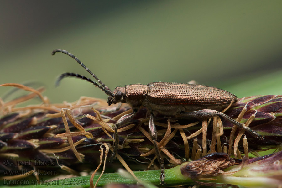 Donacia springeri