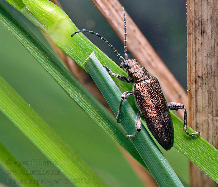 Donacia springeri