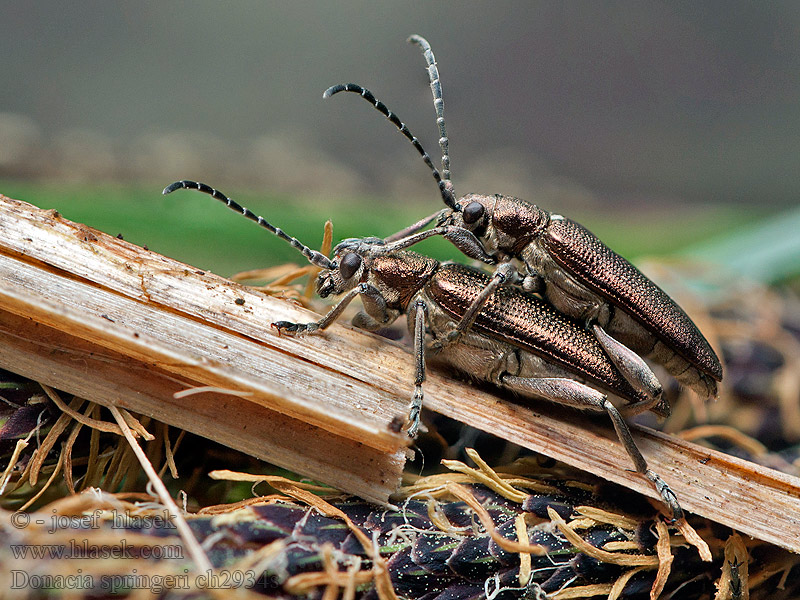 Donacia springeri