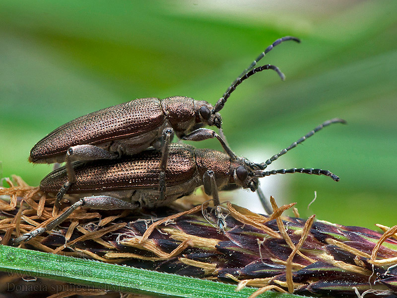 Donacia springeri