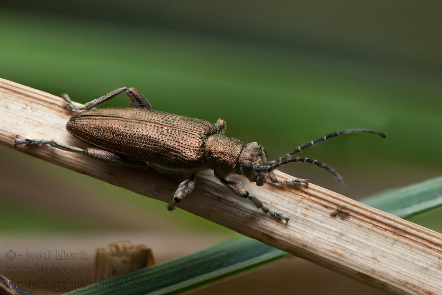 Donacia springeri