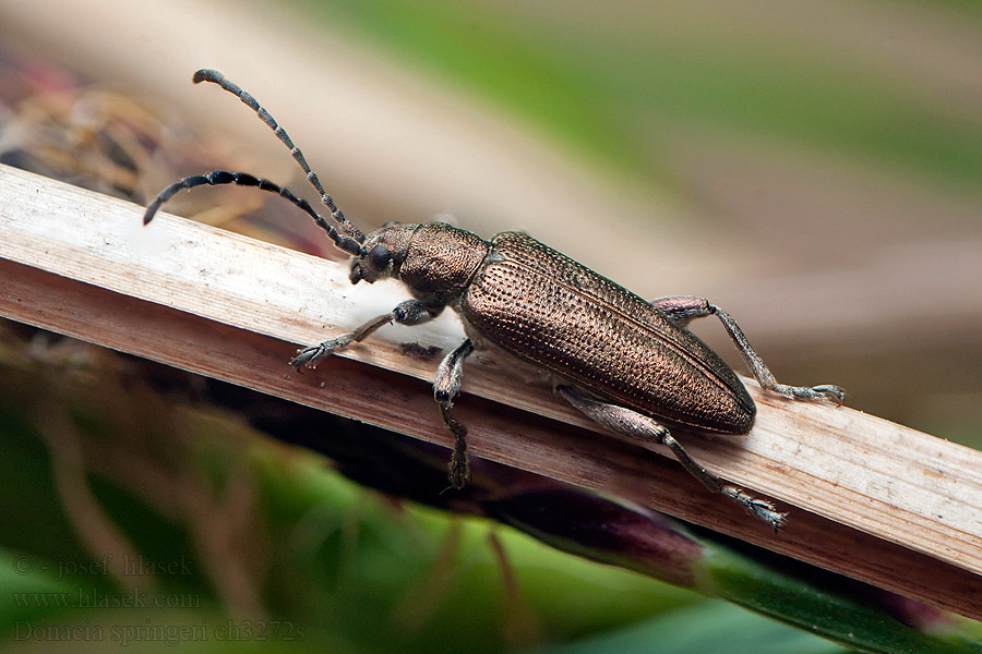 Donacia springeri