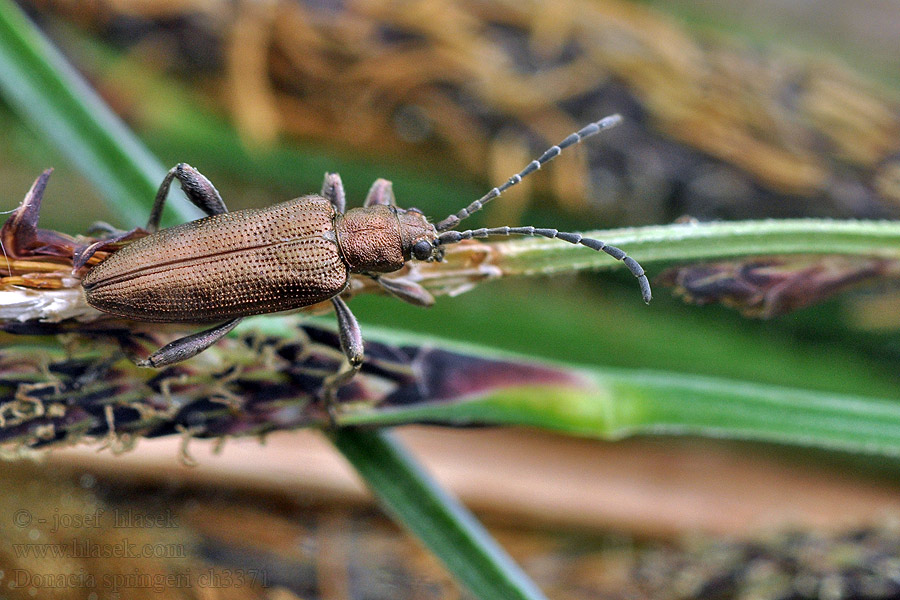 Donacia springeri