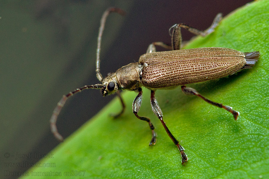 Donacia tomentosa