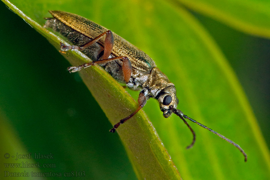 Donacia tomentosa