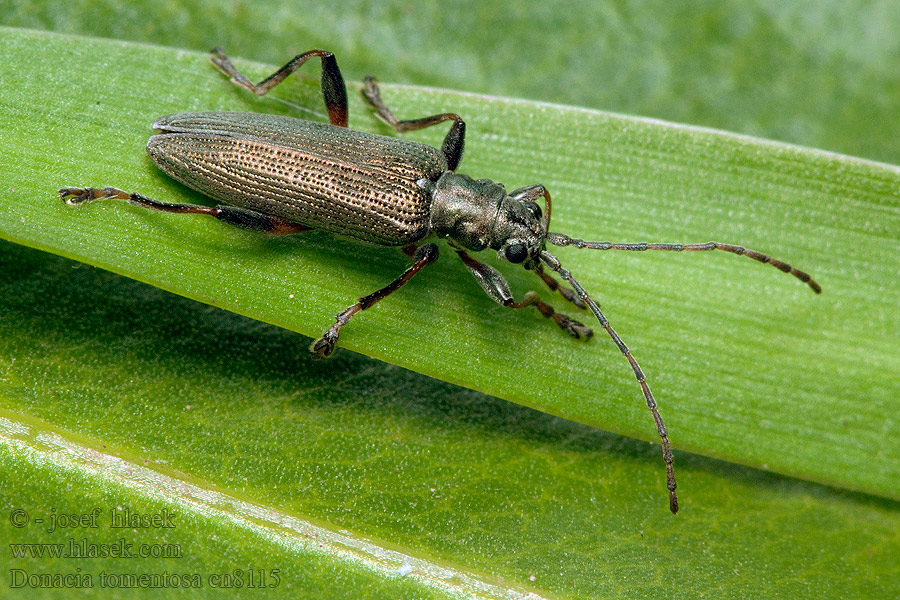 Donacia tomentosa