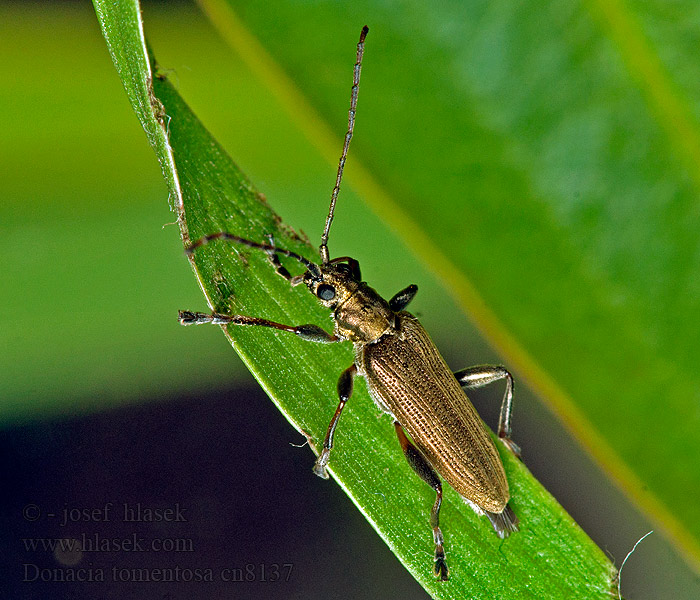 Donacia tomentosa