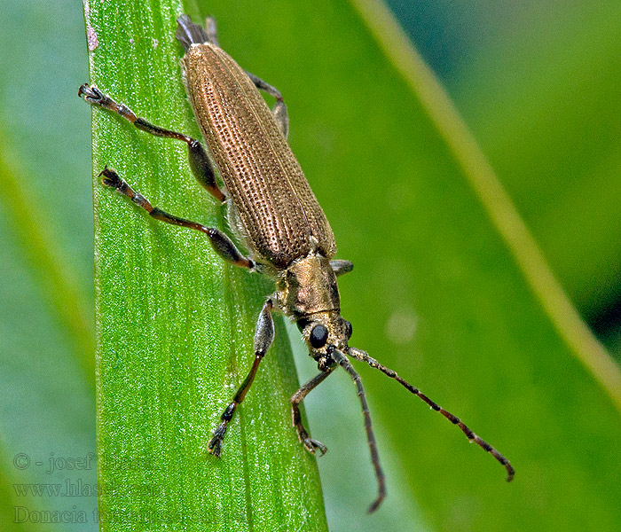 Donacia tomentosa