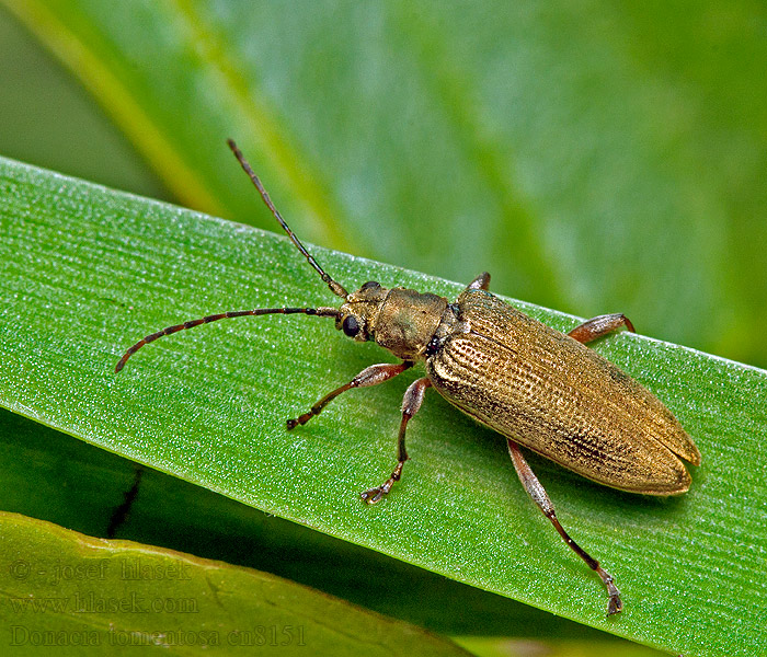 Donacia tomentosa