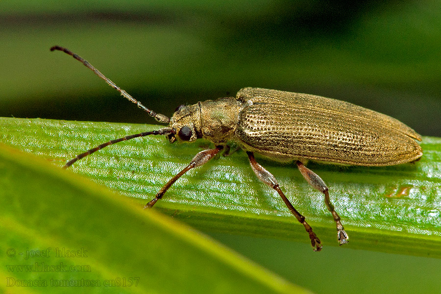 Donacia tomentosa