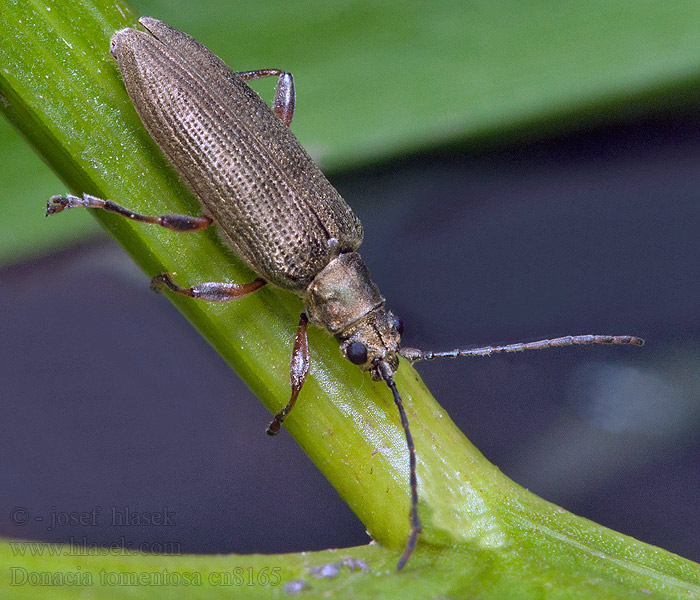 Donacia tomentosa